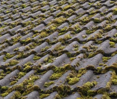 Roof mould & lichen