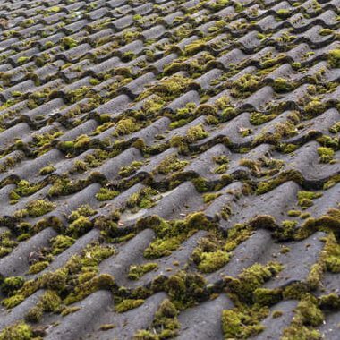 Roof mould & lichen